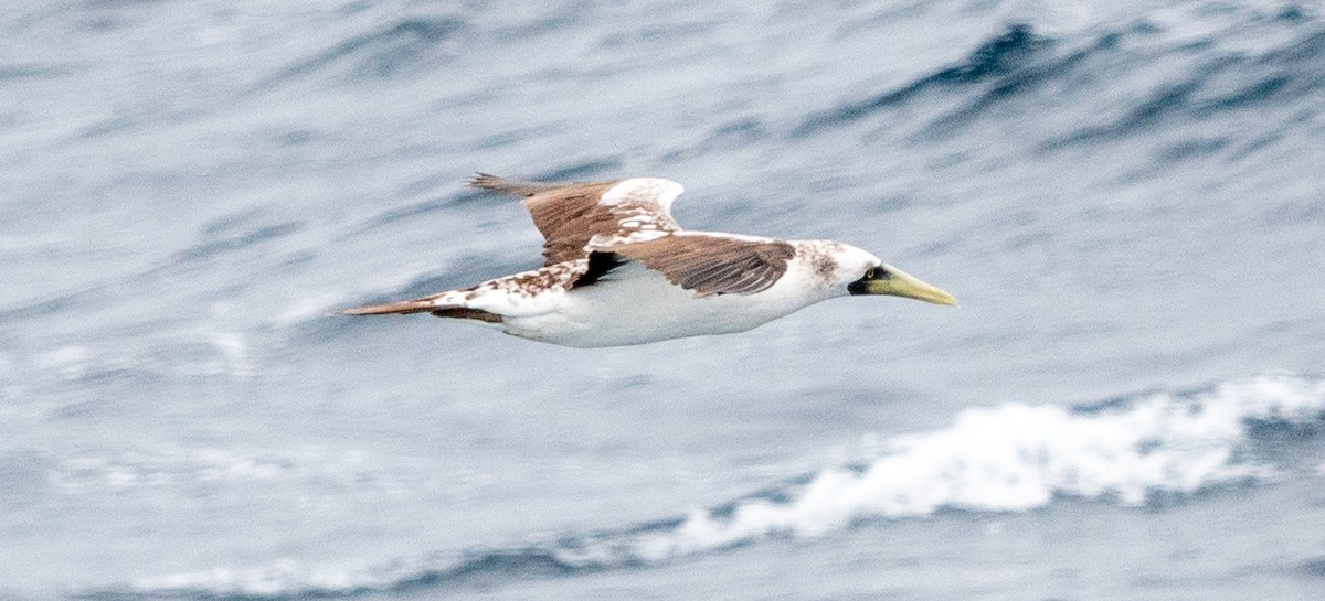 Masked Booby - ML617008944