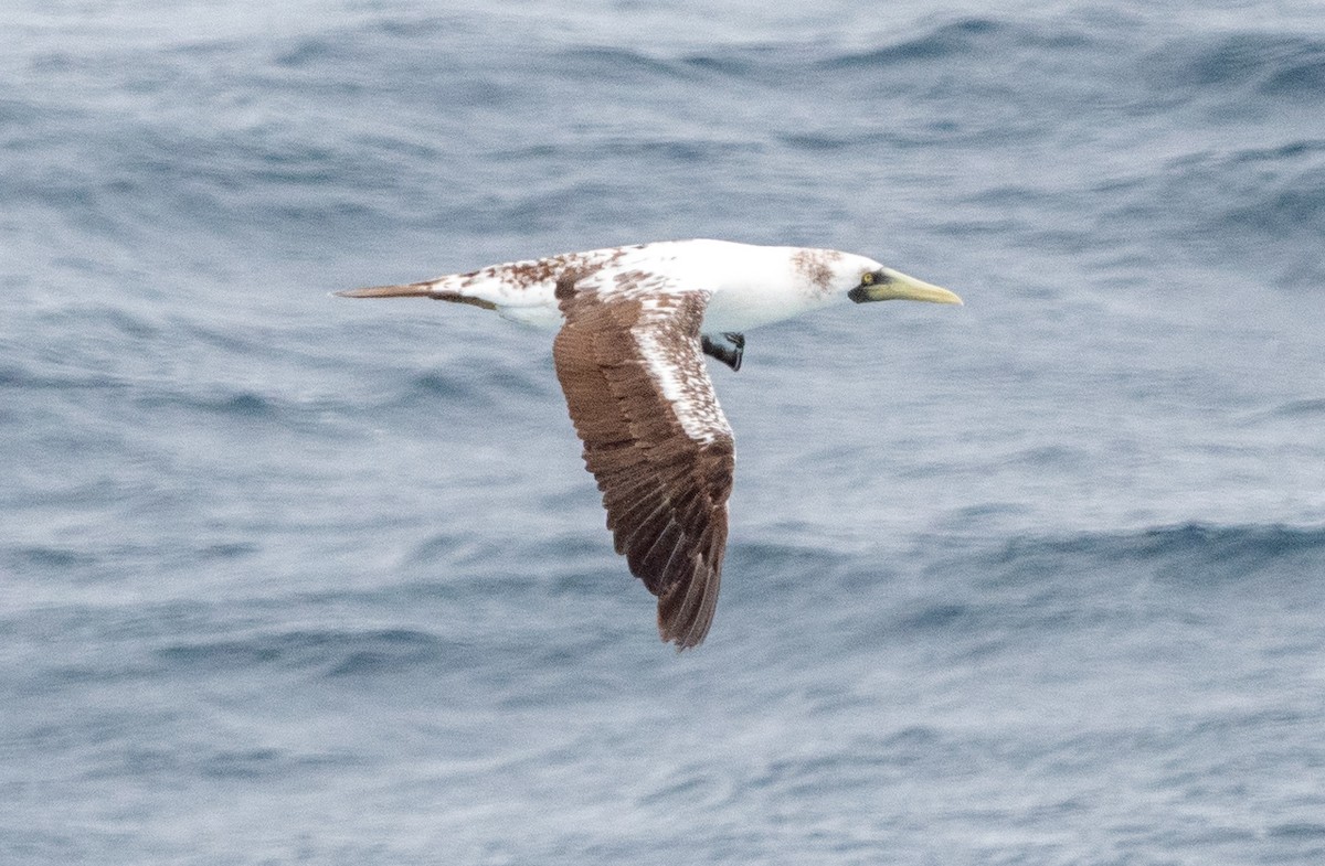 Masked Booby - ML617008945