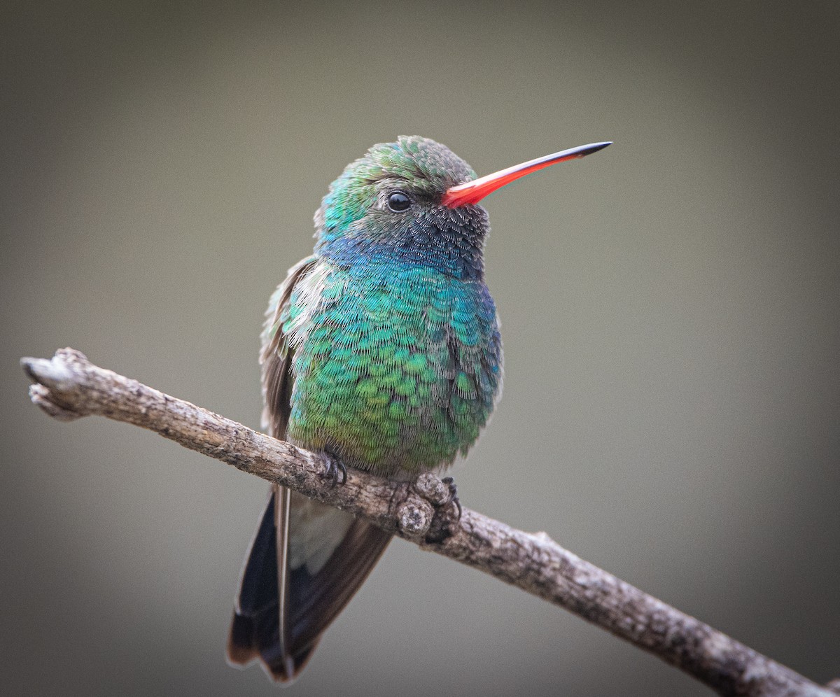 Broad-billed Hummingbird - ML617008952