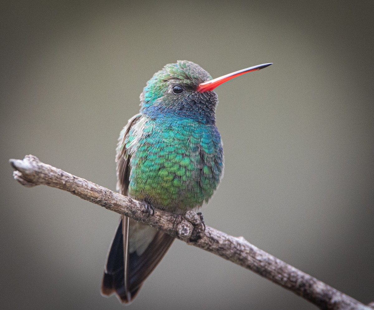 Colibrí Piquiancho Común - ML617008952