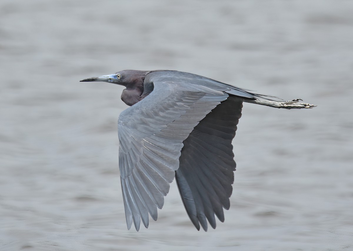 Little Blue Heron - Doug Hogg