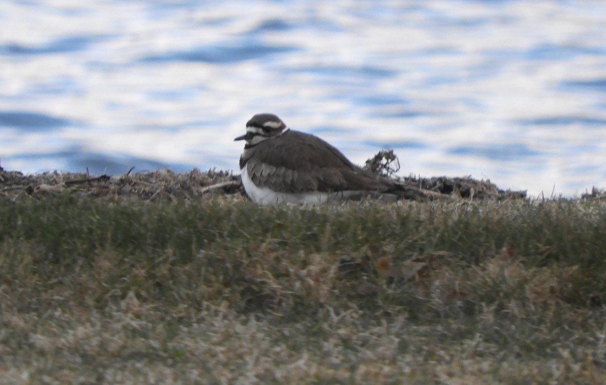 Killdeer - ML617008967