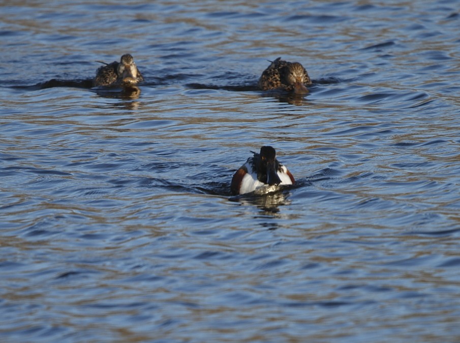 Northern Shoveler - ML617008971