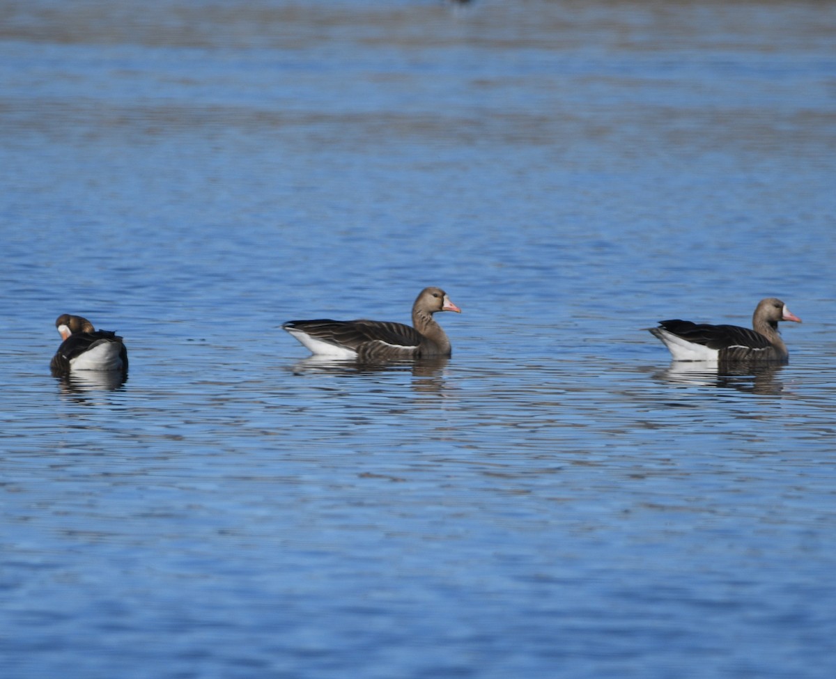 Greater White-fronted Goose - ML617008984