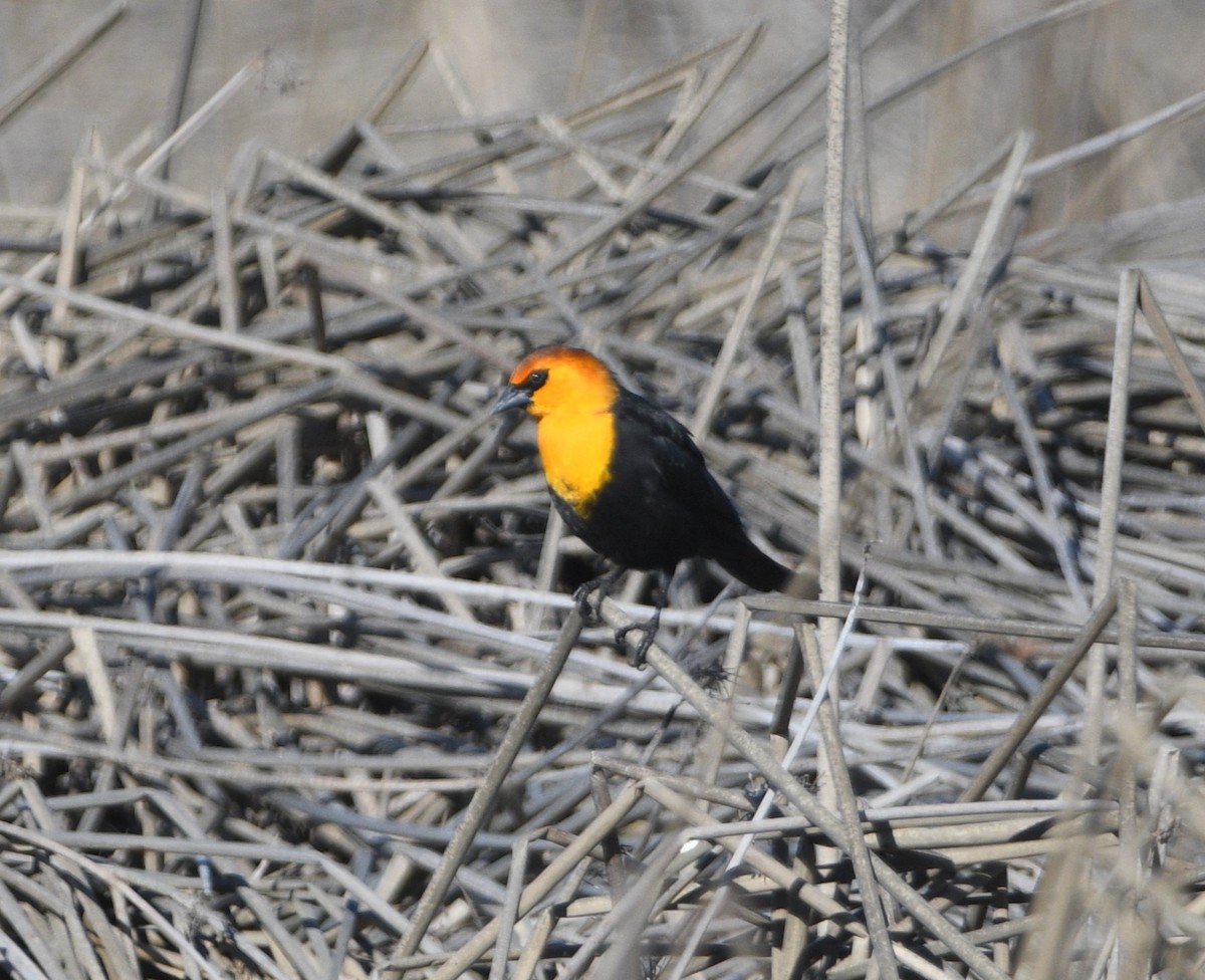 Yellow-headed Blackbird - ML617008991