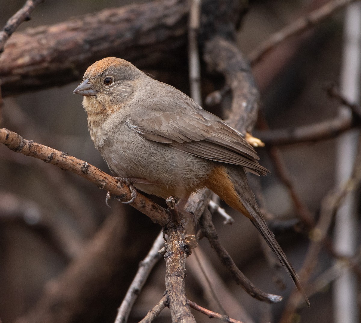 Canyon Towhee - ML617009001