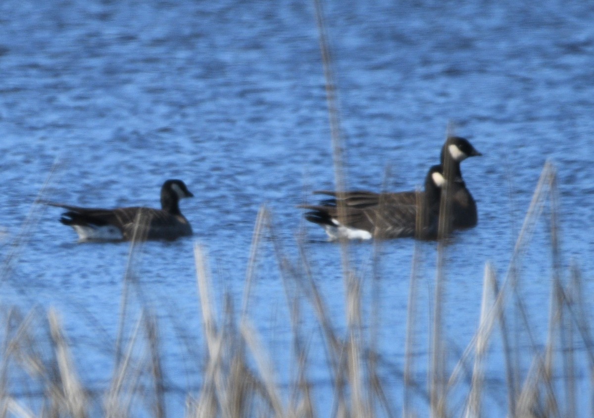 Cackling Goose - Peter Olsoy