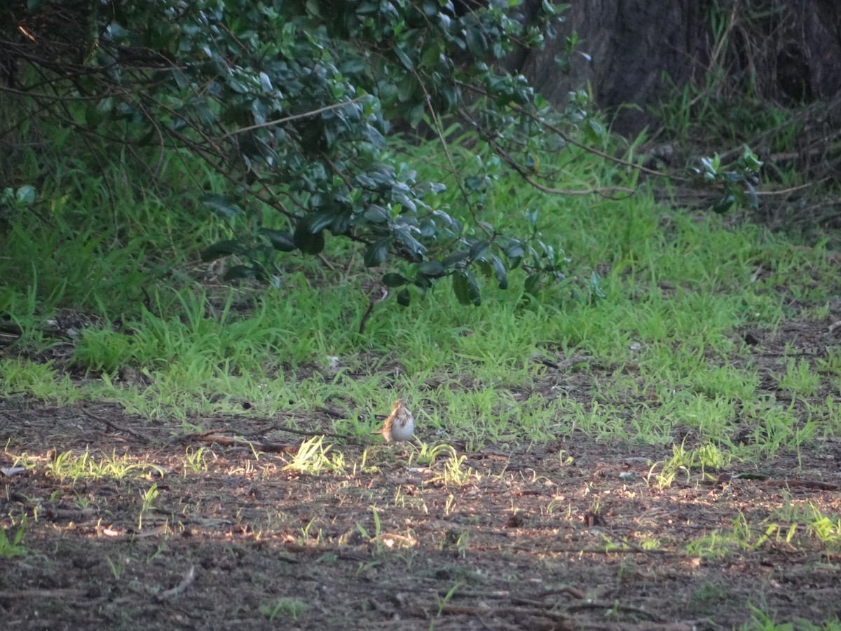 Rustic Bunting - ML617009040