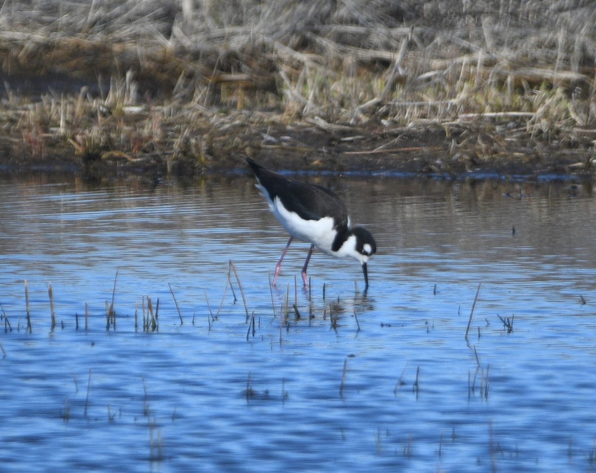 Black-necked Stilt - Peter Olsoy