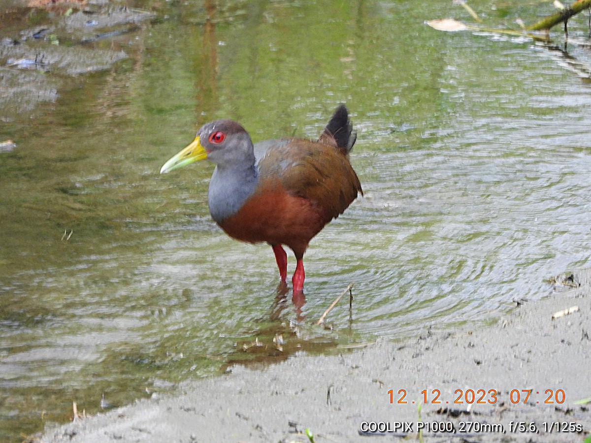 Gray-cowled Wood-Rail (Gray-cowled) - ML617009045