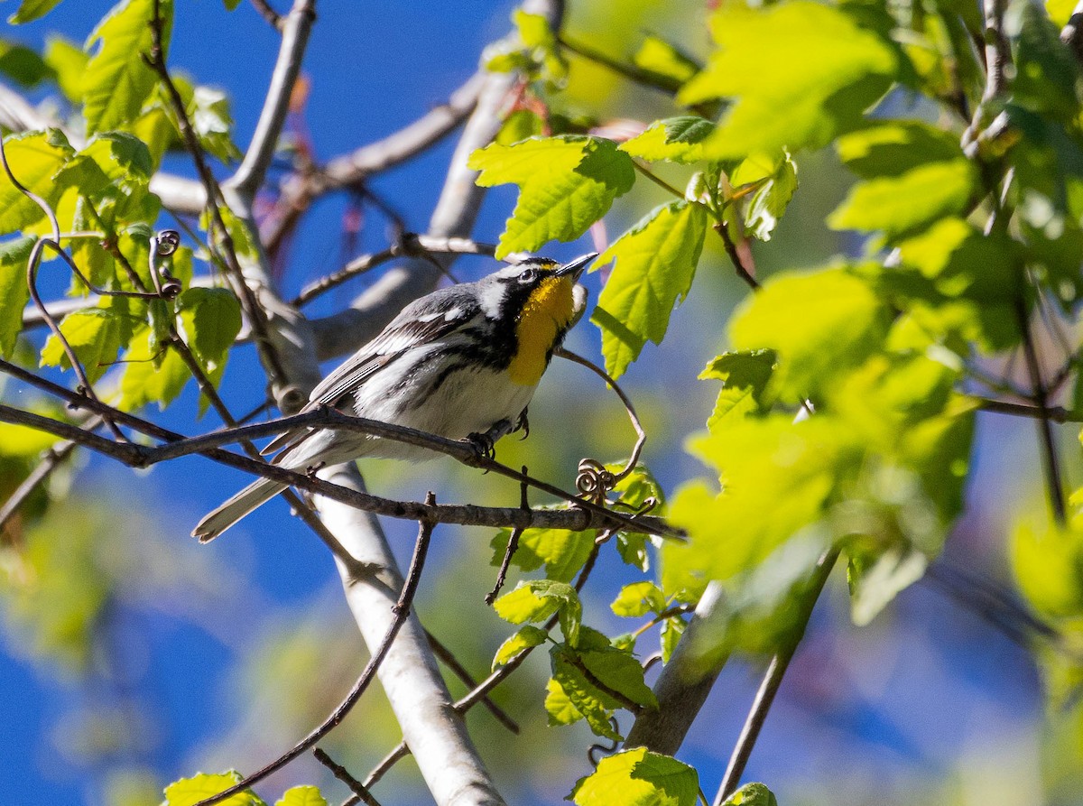Yellow-throated Warbler - Dana Miller