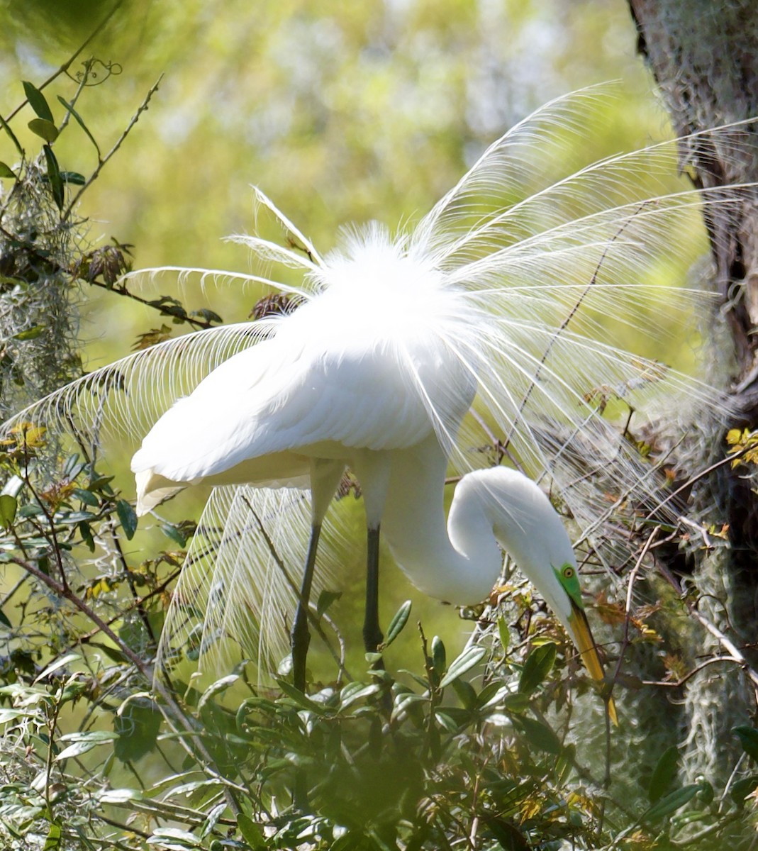 Great Egret - ML617009057