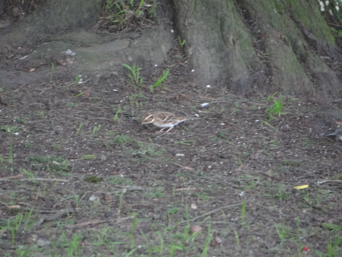 Rustic Bunting - ML617009077