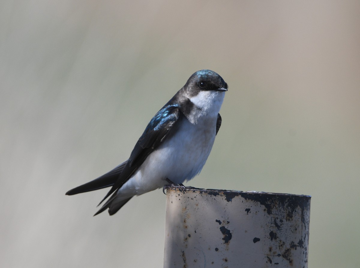 Tree Swallow - ML617009084