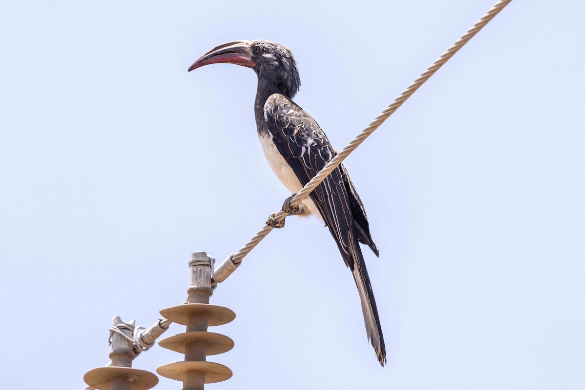 Hemprich's Hornbill - Linda Rudolph