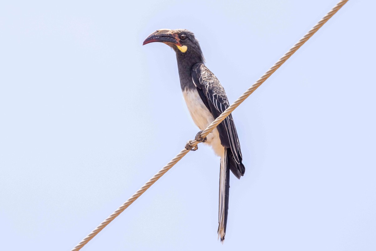 Hemprich's Hornbill - ML617009092