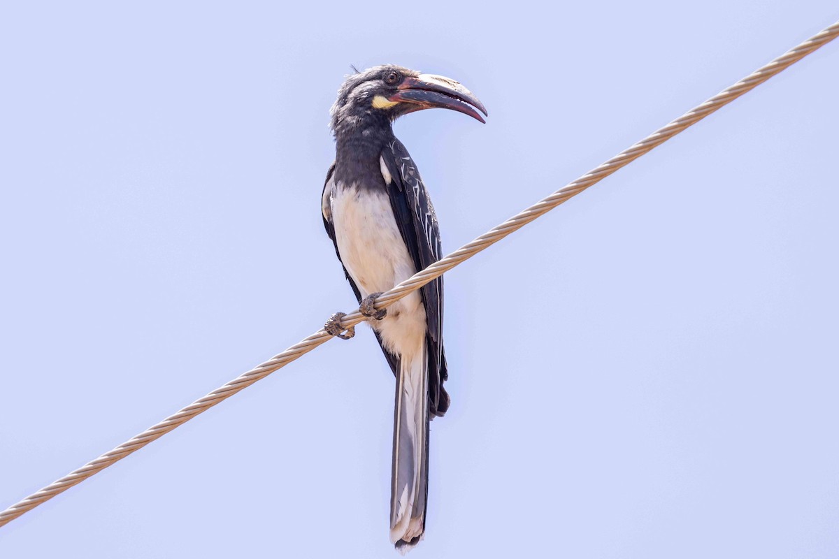 Hemprich's Hornbill - Linda Rudolph