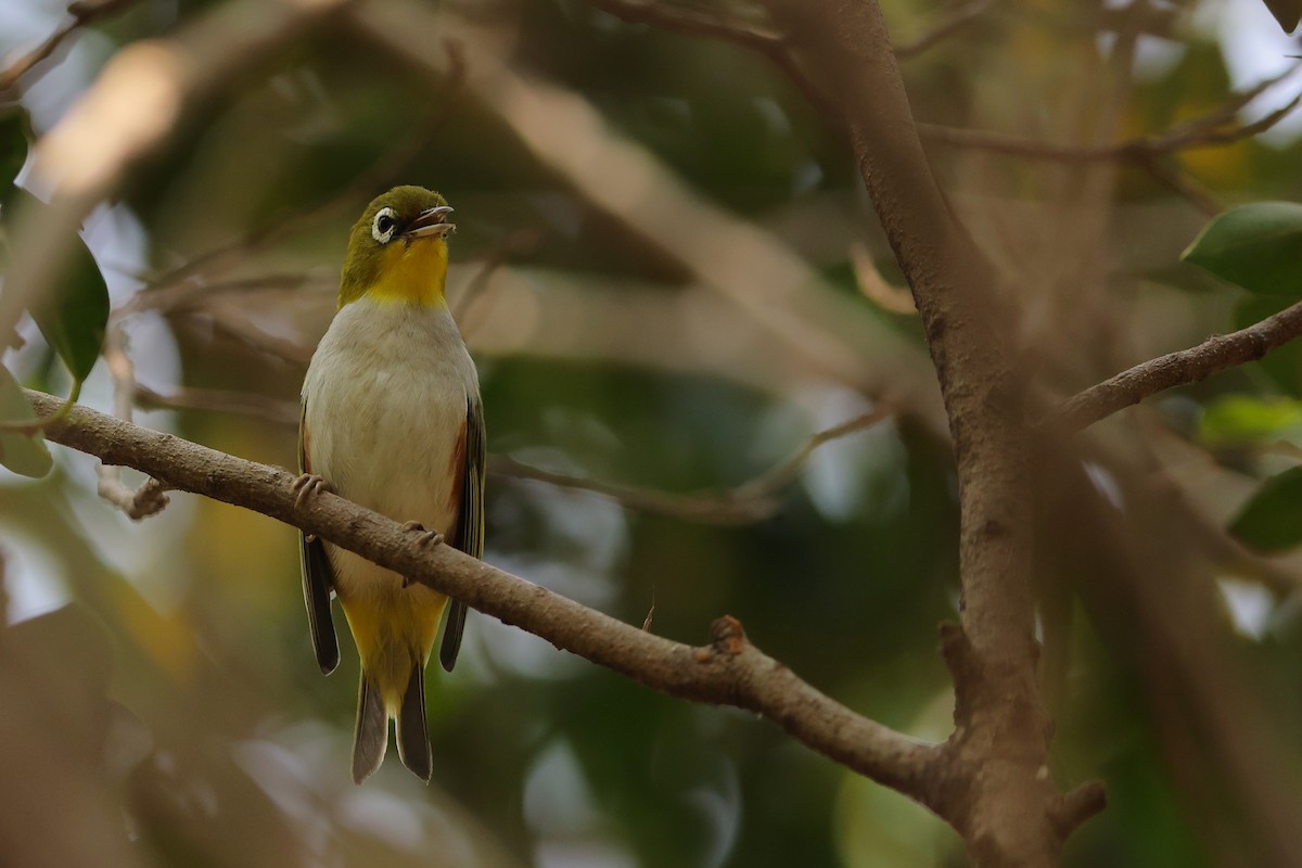 Chestnut-flanked White-eye - Hao Zheng