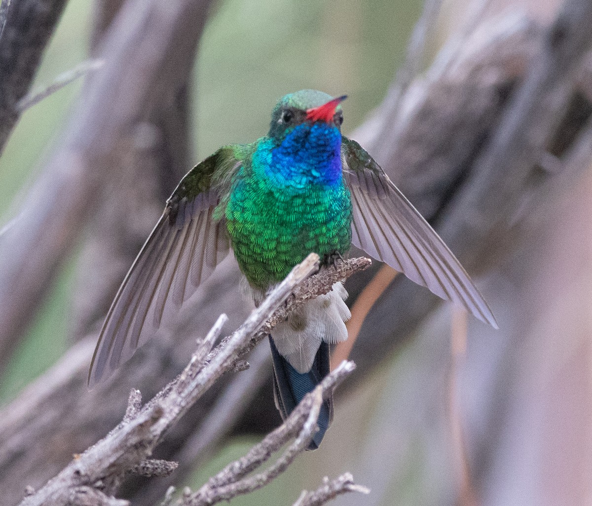 Broad-billed Hummingbird - ML617009125