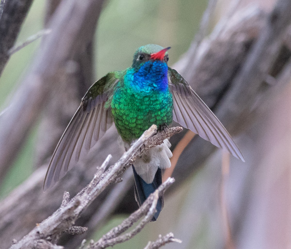 Colibrí Piquiancho Común - ML617009125