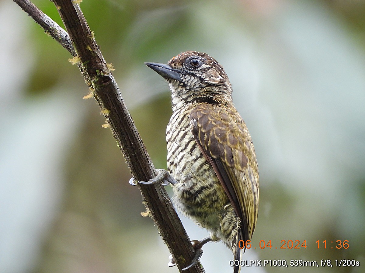 Lafresnaye's Piculet - ML617009149