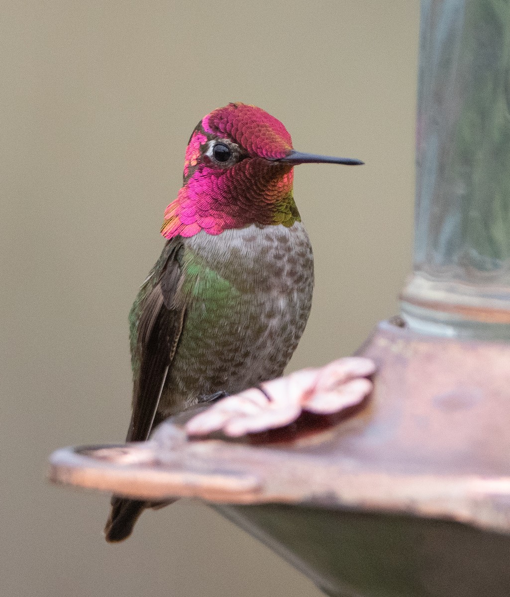Anna's Hummingbird - ML617009161