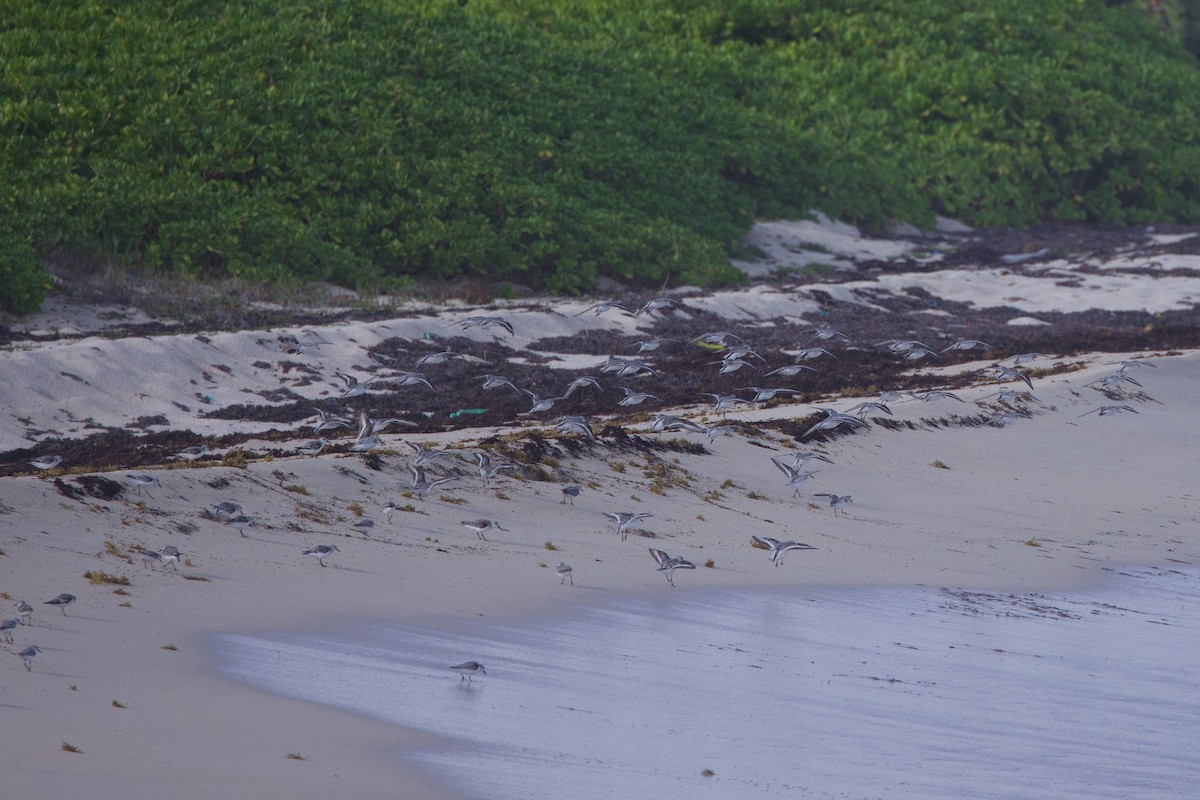 Bécasseau sanderling - ML617009182