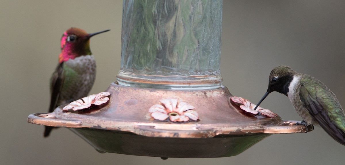 Black-chinned Hummingbird - ML617009194