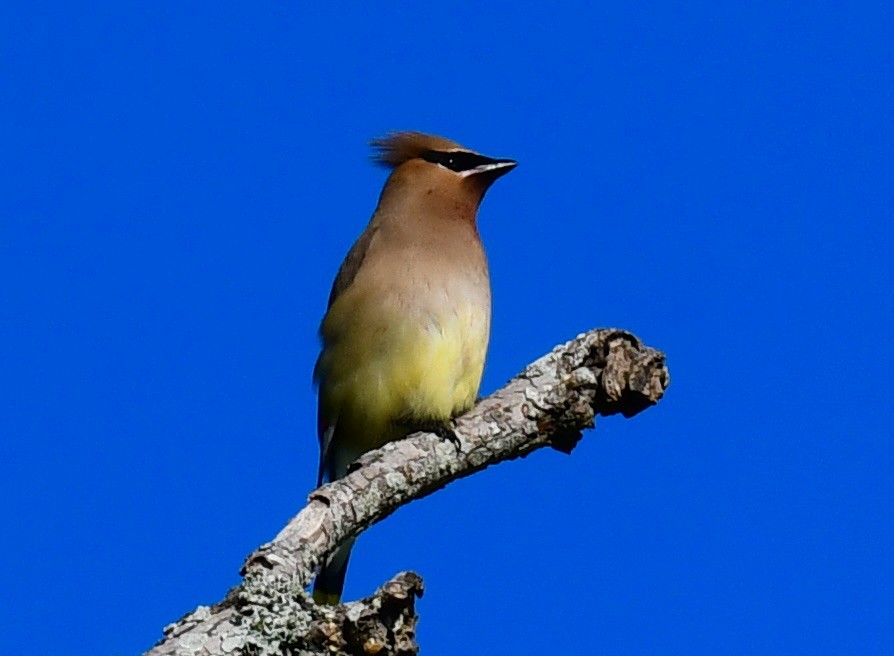 Cedar Waxwing - Ana Arauz