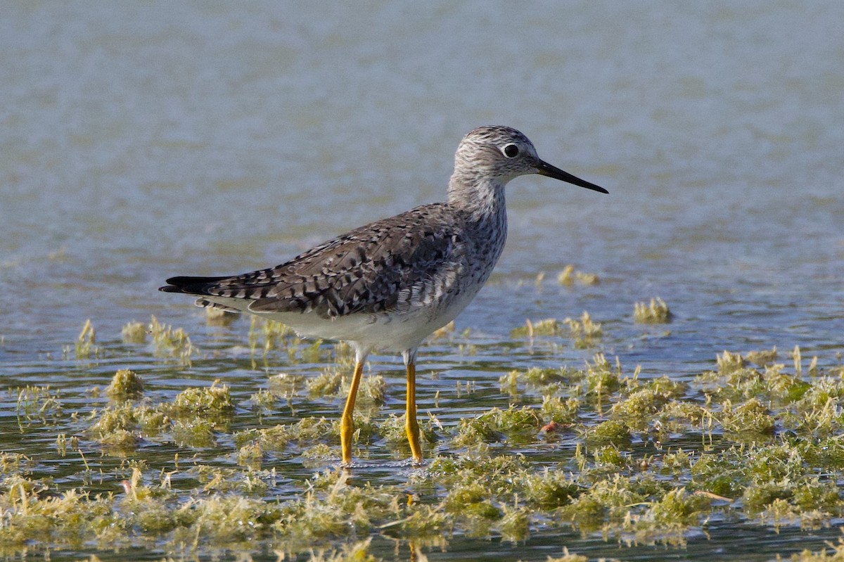 Lesser Yellowlegs - ML617009253