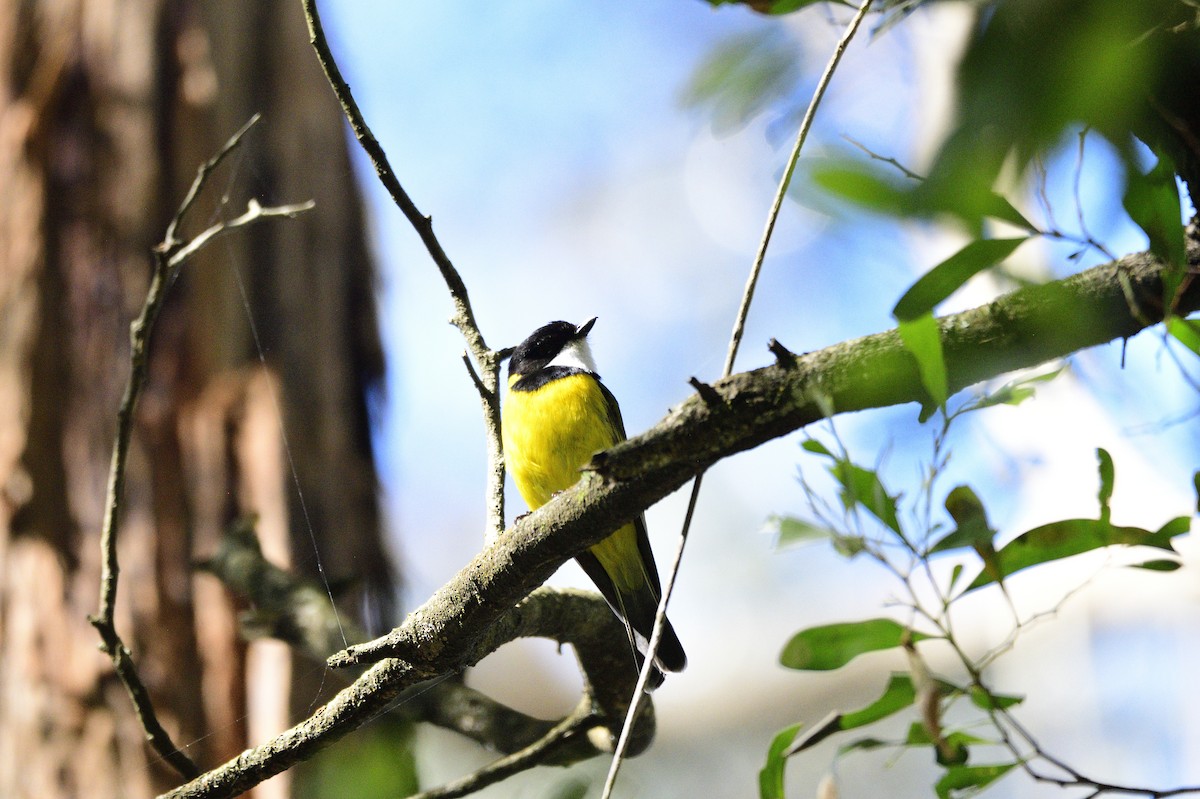 Golden Whistler - ML617009266