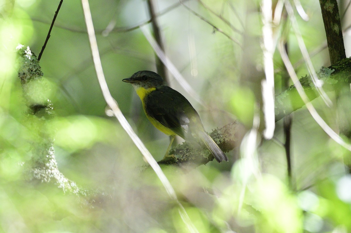 Eastern Yellow Robin - ML617009277