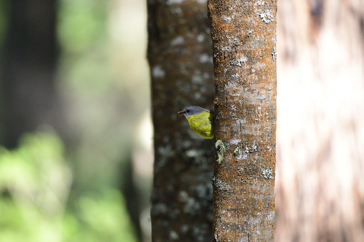 Eastern Yellow Robin - Ken Crawley