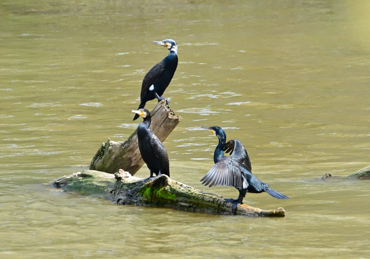 Great Cormorant - ML617009293