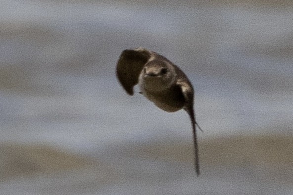 Northern Rough-winged Swallow - ML617009298