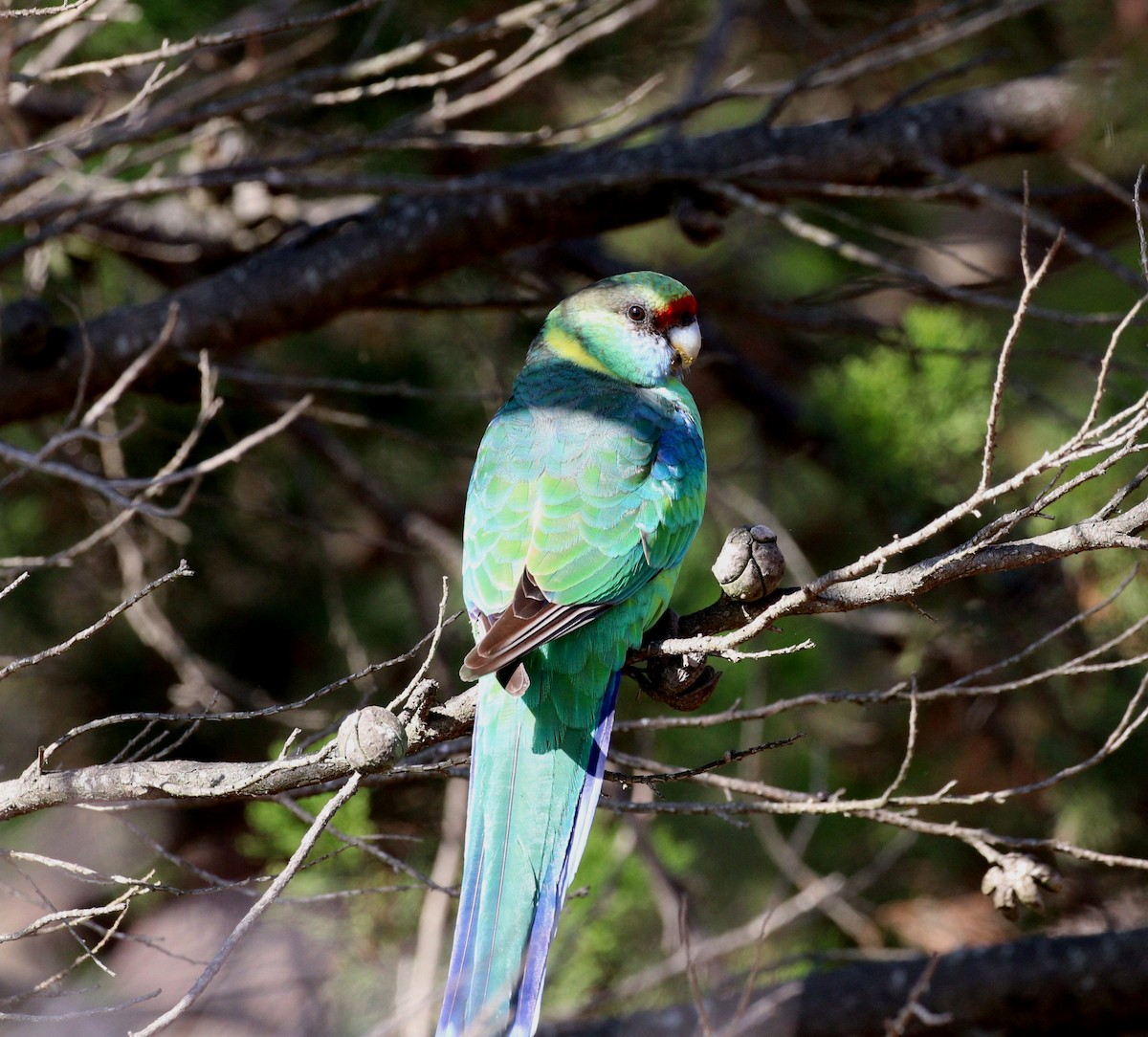 Perico de Port Lincoln (barnardi) - ML617009311