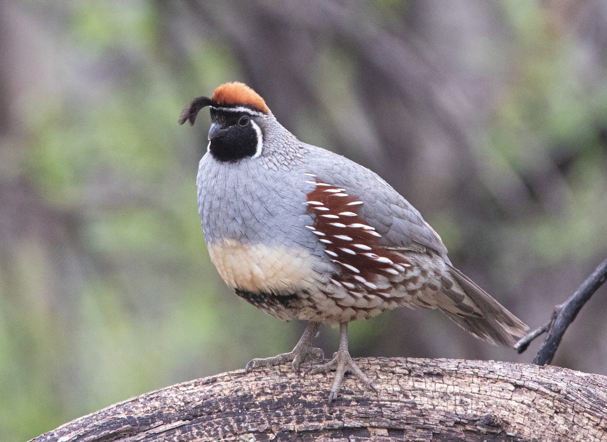 Gambel's Quail - ML617009313