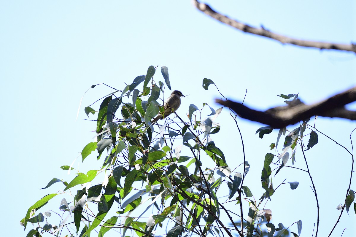 Yellow-faced Honeyeater - Ken Crawley