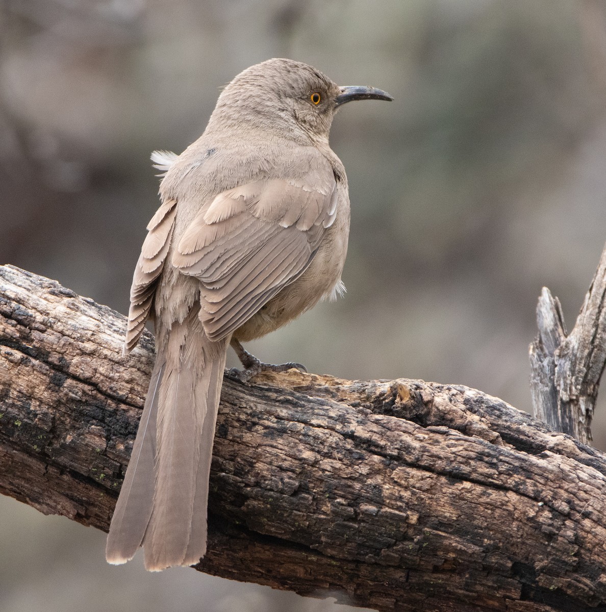 Curve-billed Thrasher - ML617009363