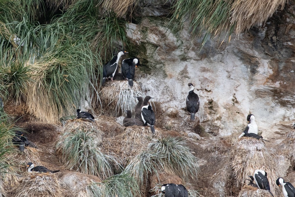 South Georgia Shag - Denis Corbeil