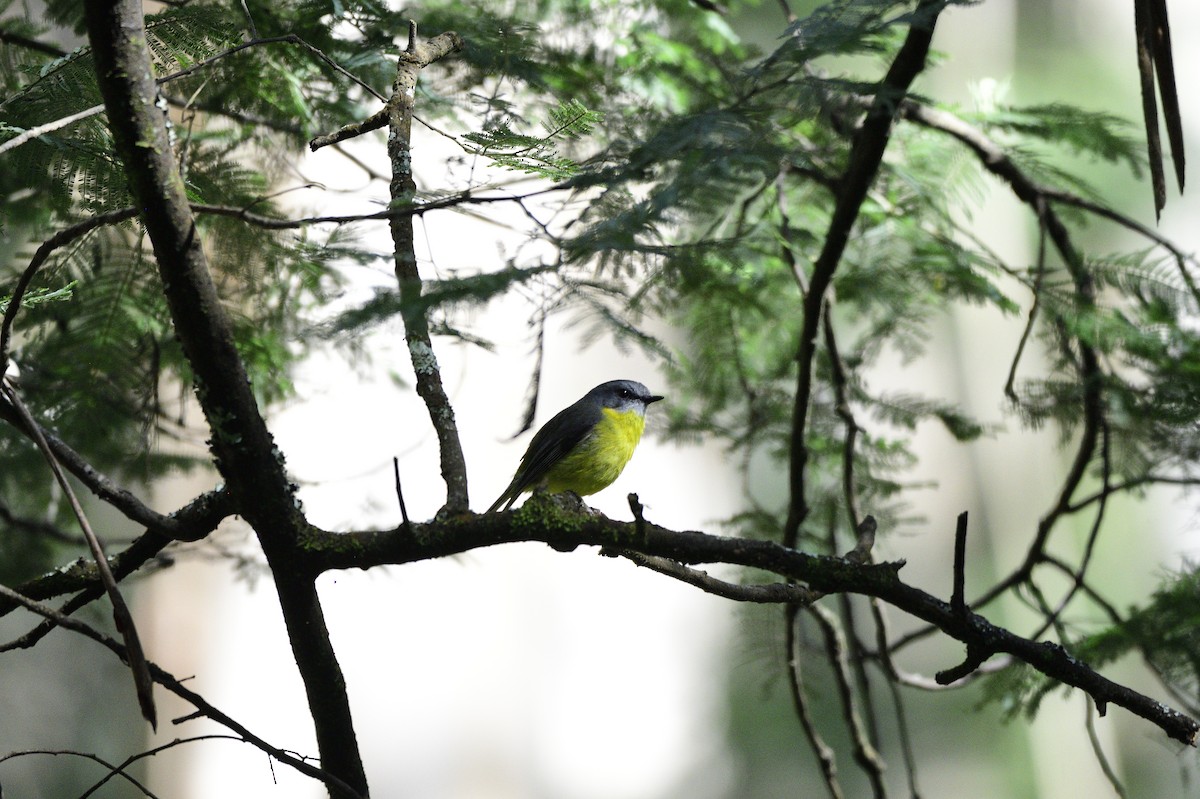 Eastern Yellow Robin - ML617009385