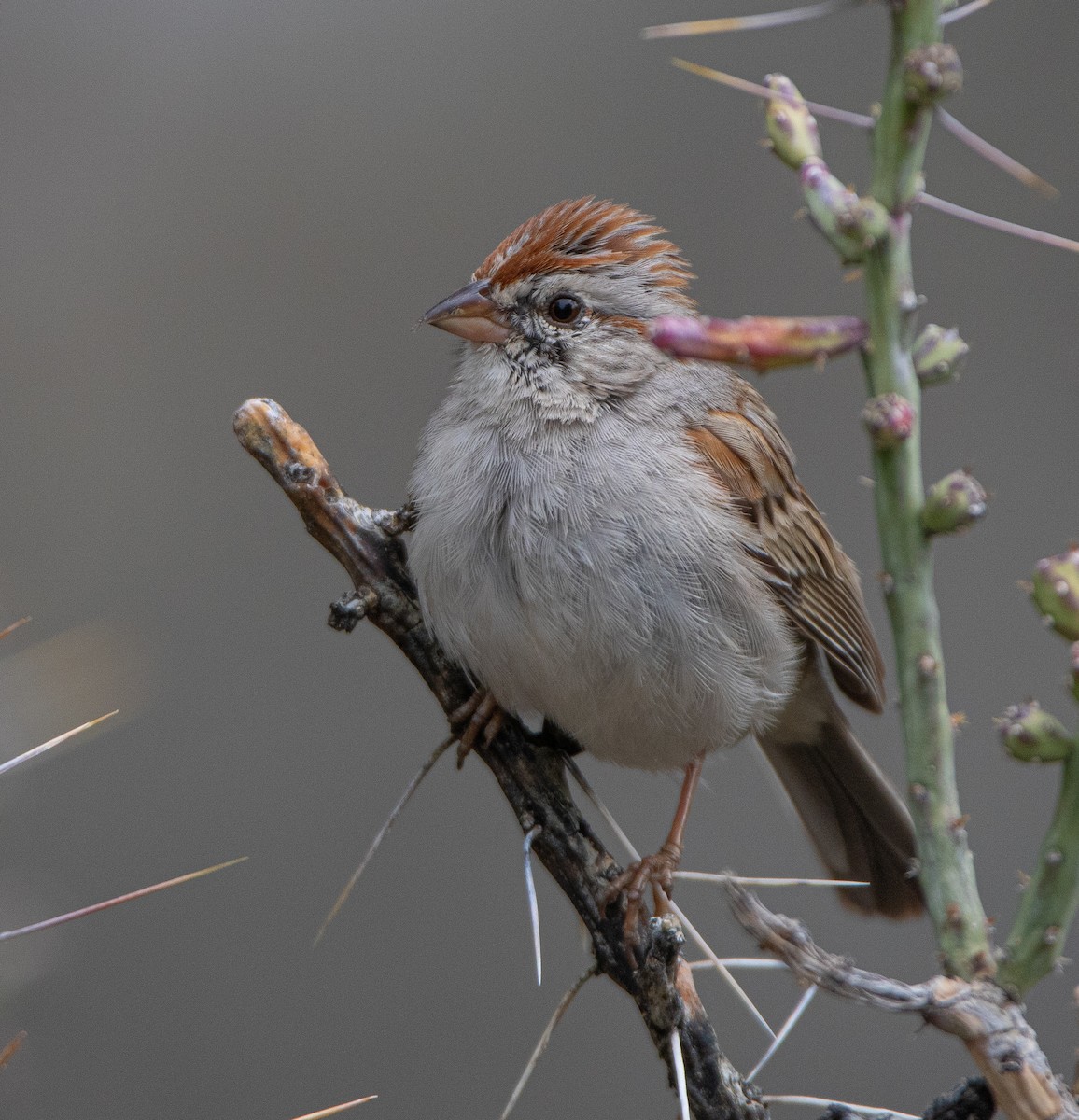 Rufous-winged Sparrow - ML617009405