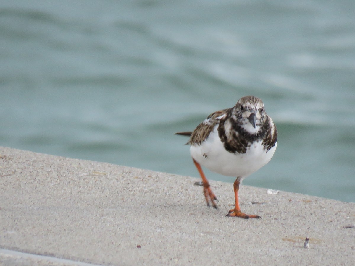 Ruddy Turnstone - ML617009415