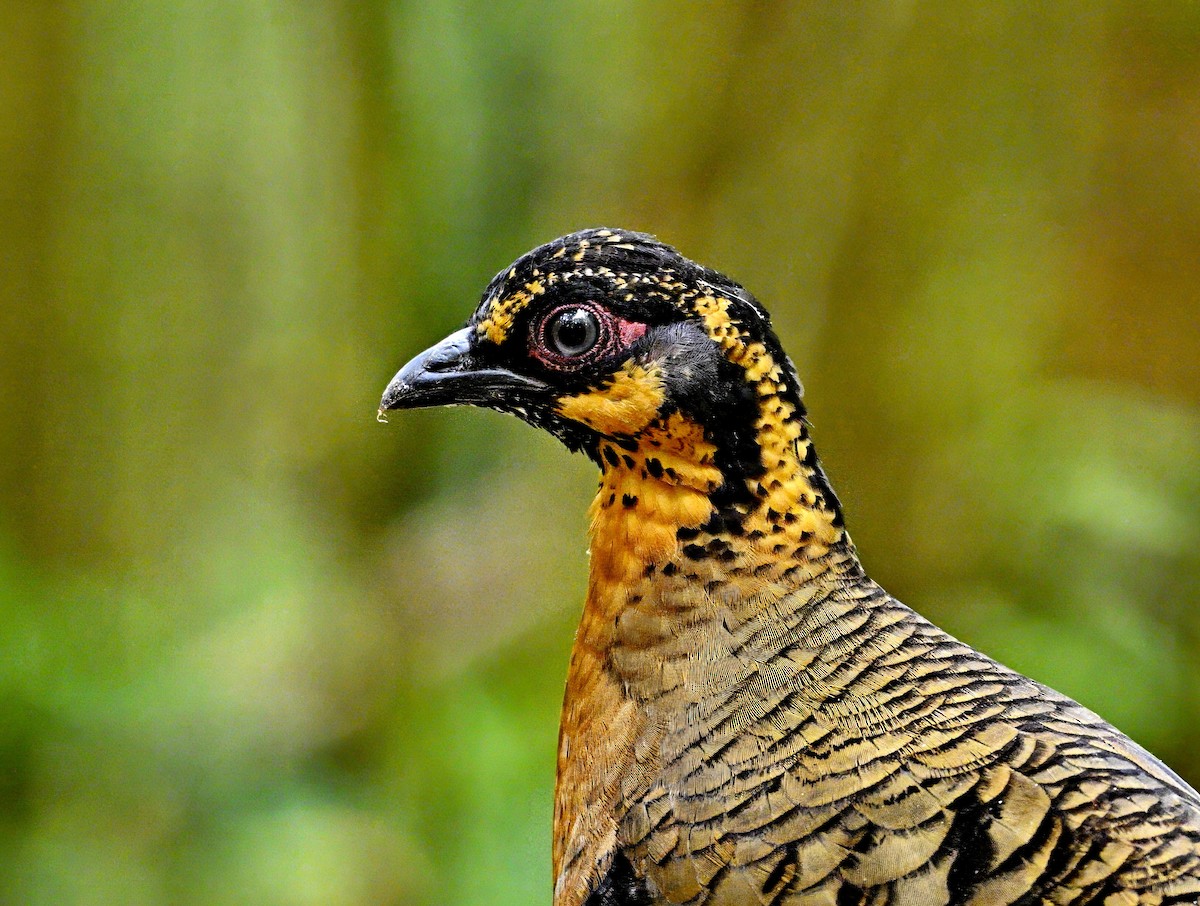 Red-breasted Partridge - Amar-Singh HSS