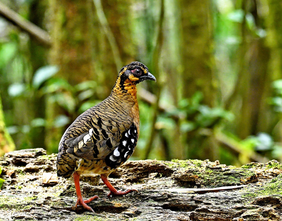 Red-breasted Partridge - Amar-Singh HSS