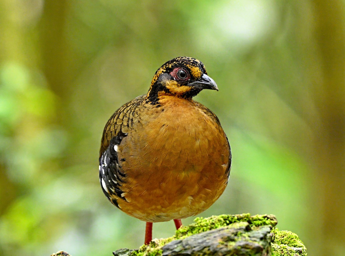 Red-breasted Partridge - Amar-Singh HSS