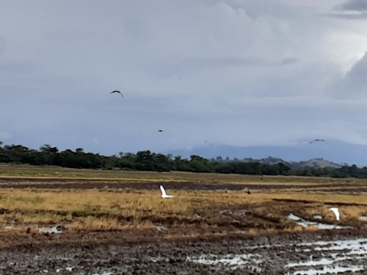 Western Cattle Egret - ML617009471