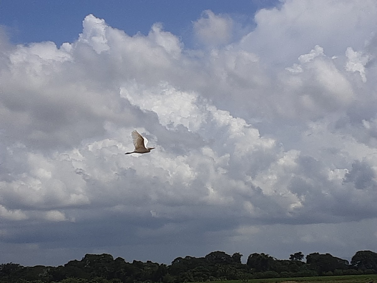 Western Cattle Egret - Fernando Oliverio Espalliat Cabrera