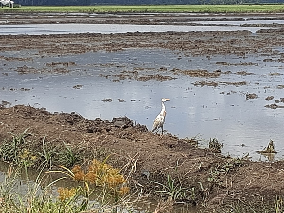 Western Cattle Egret - ML617009473