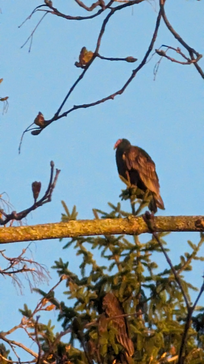 Turkey Vulture - ML617009487